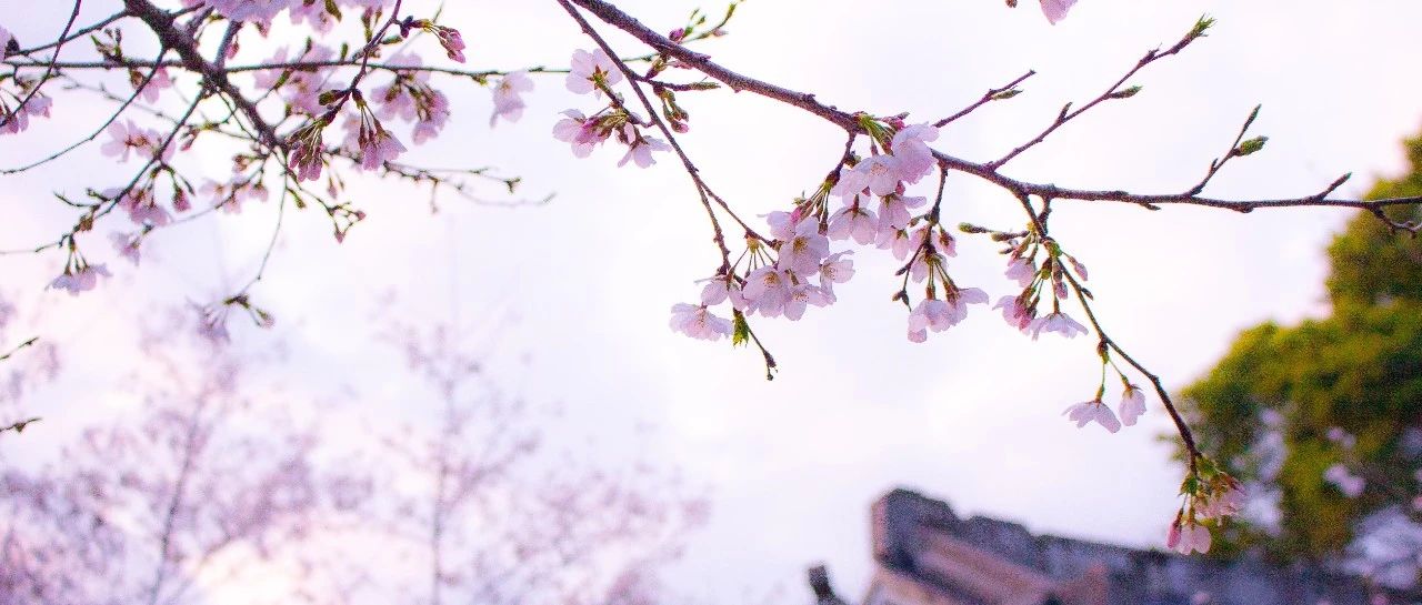 “樱花”绽放，美景相随！